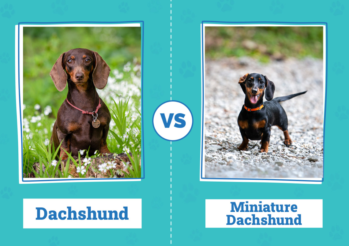 Dachshund vs. Miniature Dachshund